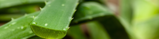 loe Vera Gel auf Gesichtshaut auftragen - natürliche Feuchtigkeitspflege