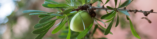 Arganöl fürs Gesicht - natürliche Pflege bei trockener Haut mit Vitamin E